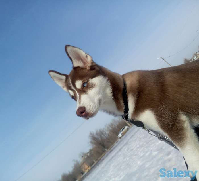 милашка хаски, фотография 1