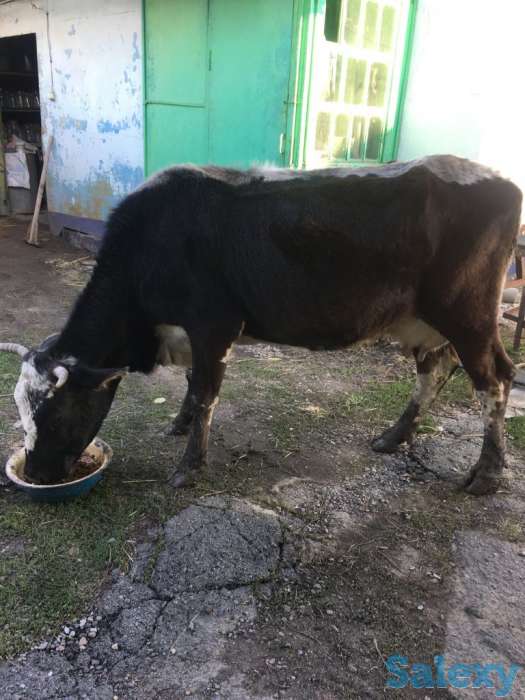 Продам, фотография 1