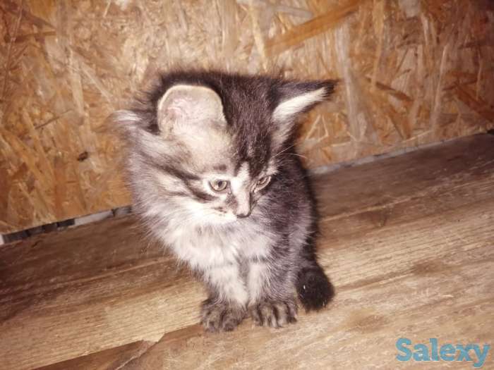 Отдам котят в хорошие руки, фотография 4