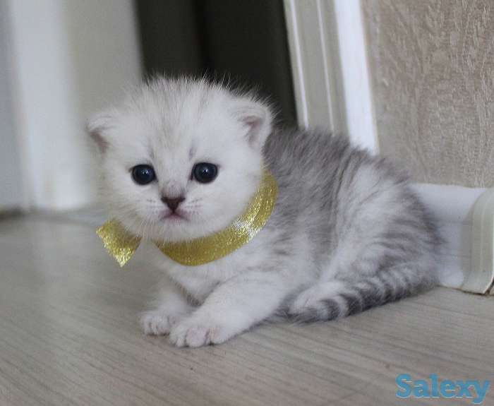 Шотландские шиншиллы, фотография 6