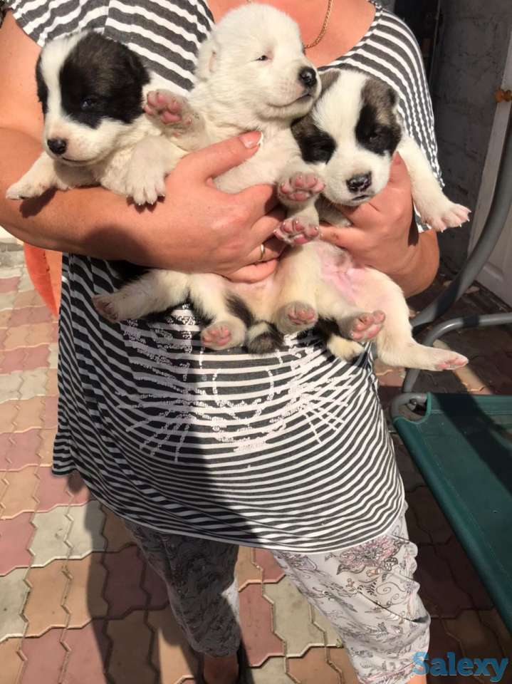 Продам щенков Алабай, фотография 6