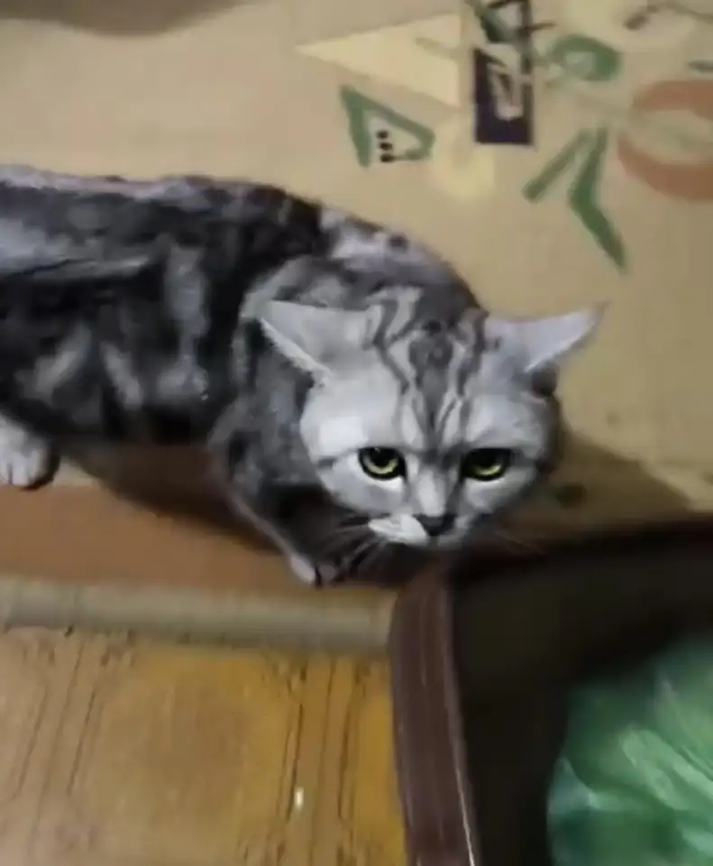 Шотландские котята, фотография 10