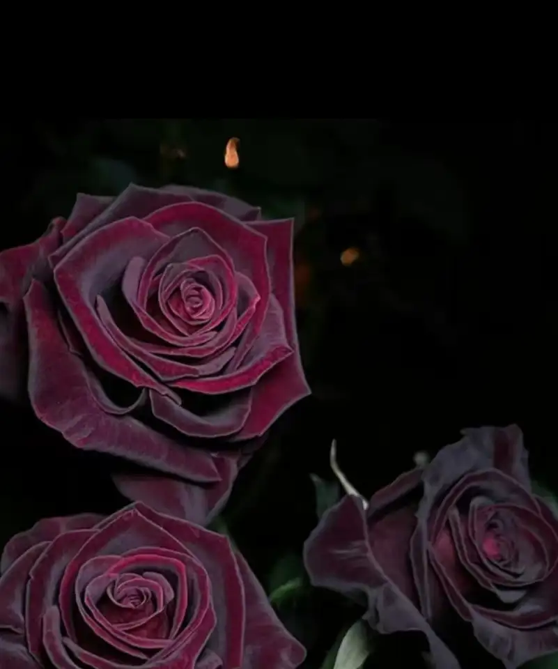 Саженцы роз, фотография 3