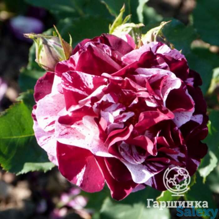 Роза нью имаджин, дорье, фотография 1