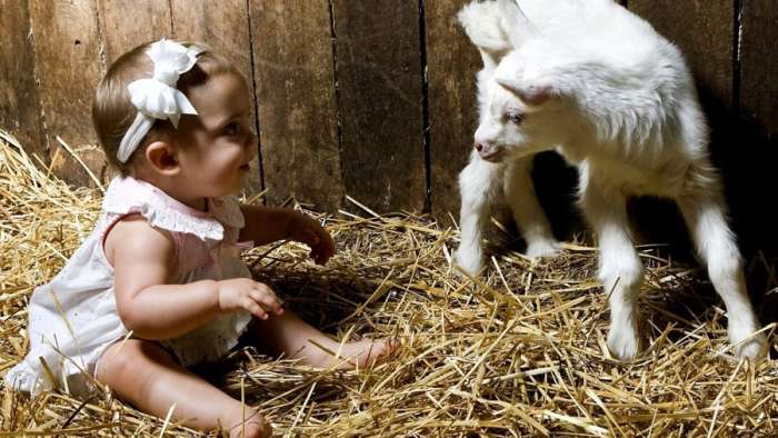 Лечебное, домашнее козье молоко, фотография 5