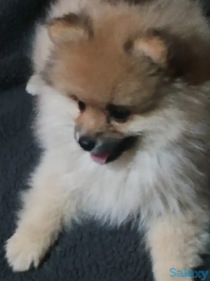 Щенки немецкого шпица, фотография 5