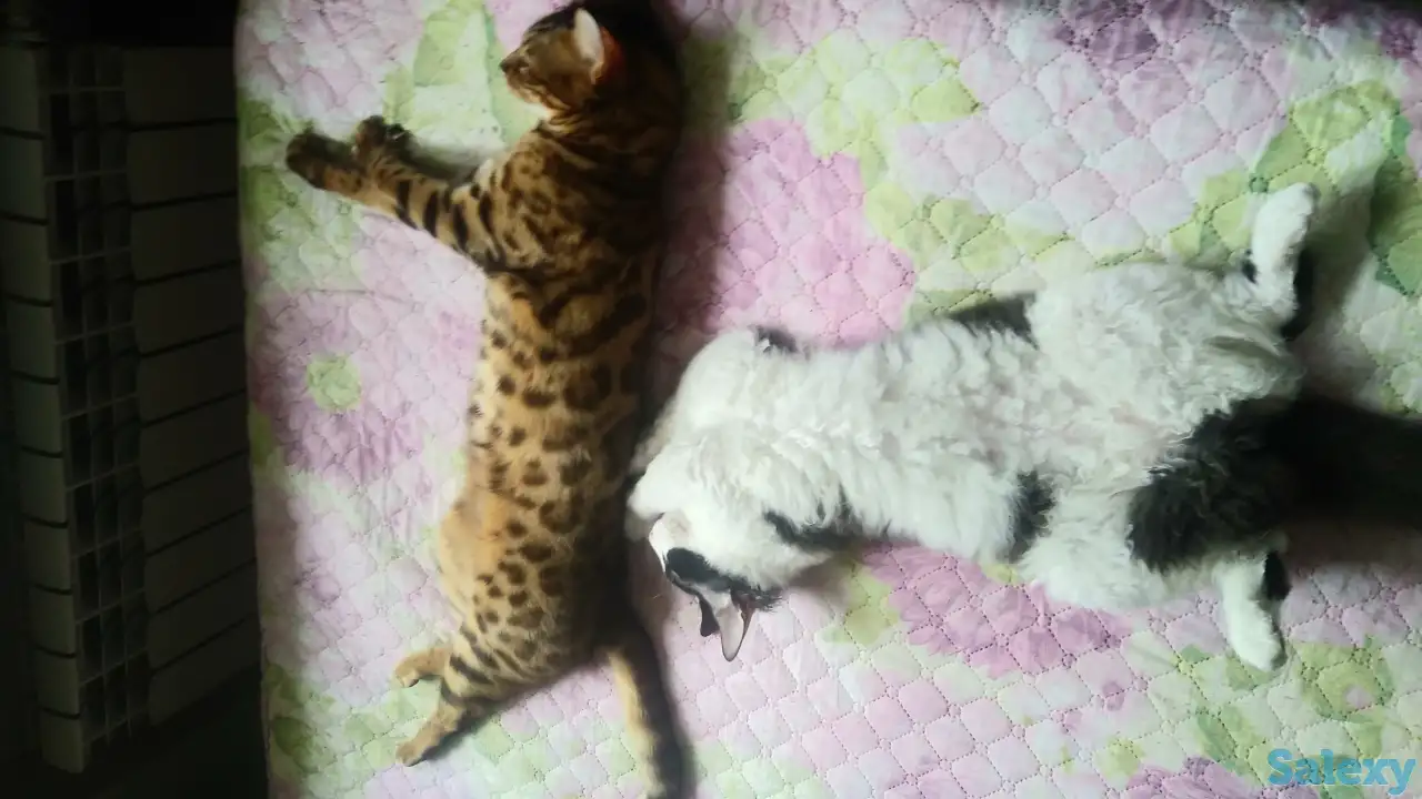 Продам кота, фотография 2