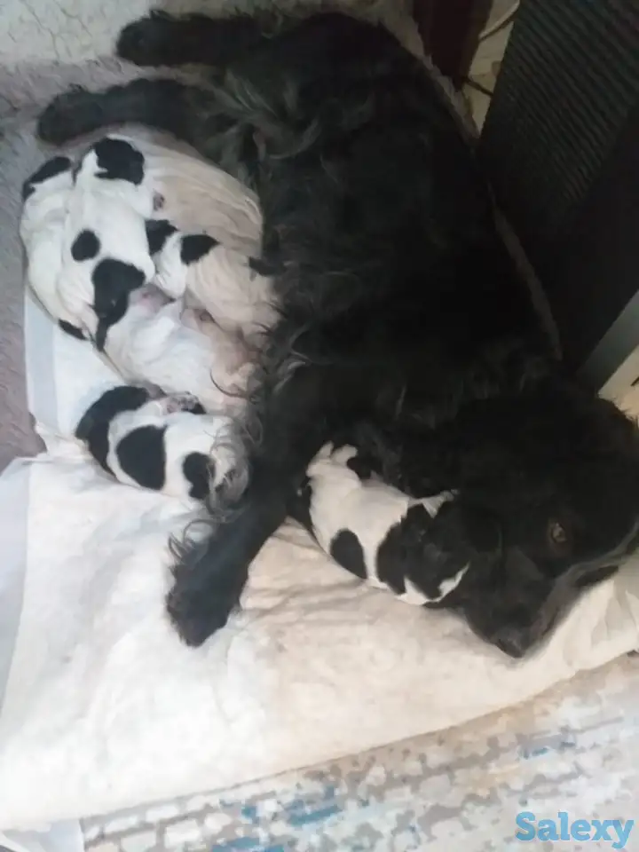 Готовятся к продаже щенки Русского спаниеля, фотография 1