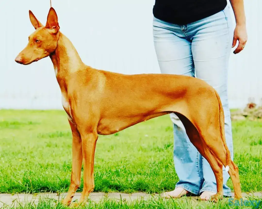 Фараонова собака щенки, фотография 1