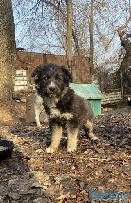 Щенки в добрые руки, фотография 1