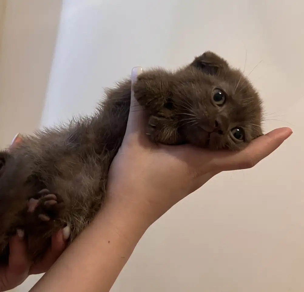 шоколадный котёнок, 3 мес, мальчик, фотография 1