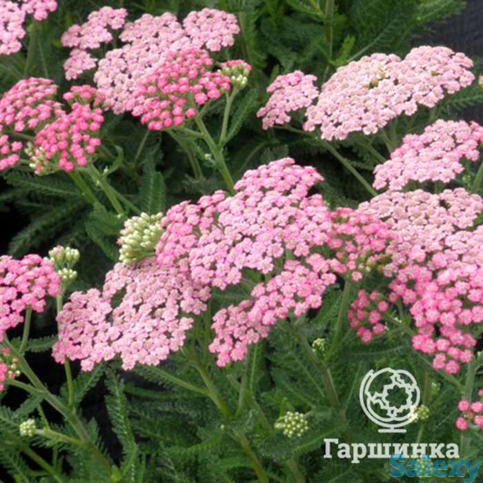 Тысячелистник Пинк Леди, фотография 1