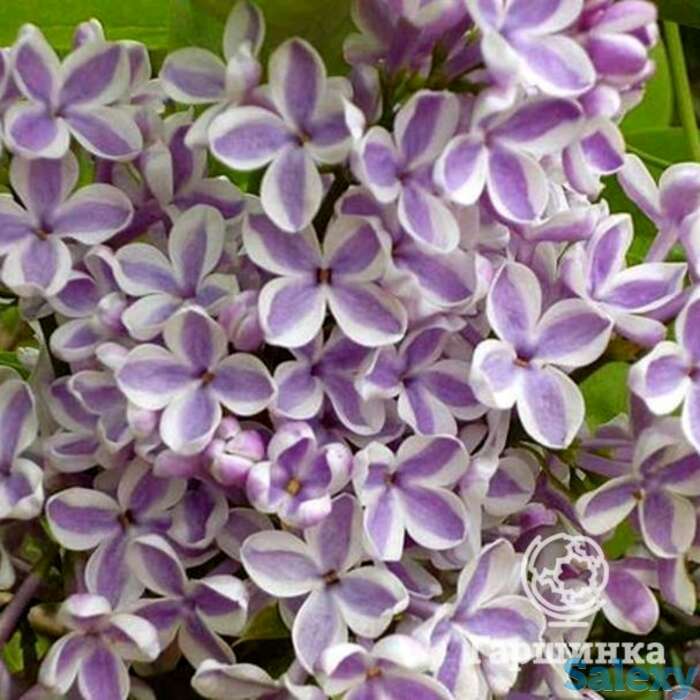 Сирень лила вандер, фотография 1