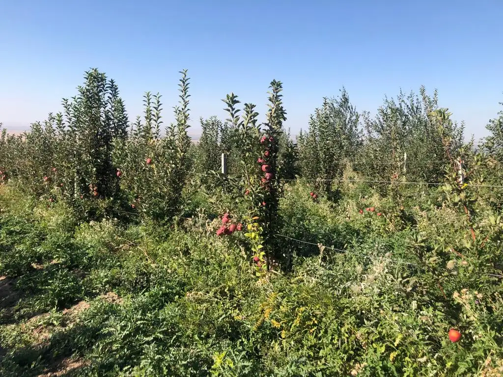 Продаю фазенду сад всеми удобствами, Предгорье, фотография 6