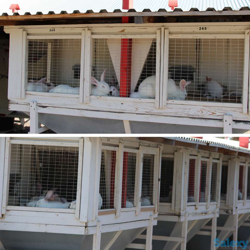 Продажа бизнеса (разведение кроликов) (Мясо, мех, удобрения), фотография 2