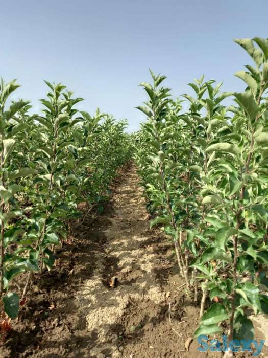 Саженцы яблони 