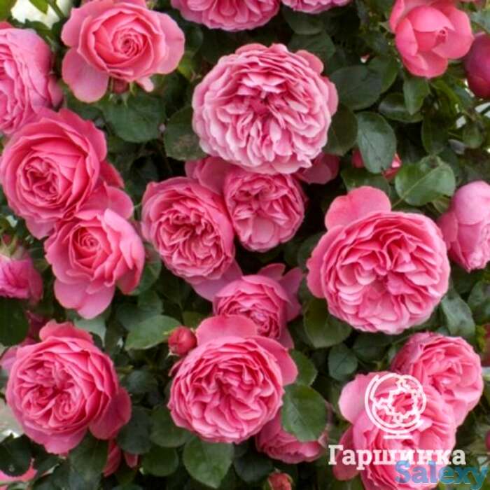 Роза леонардо да винчи, мейян, фотография 1