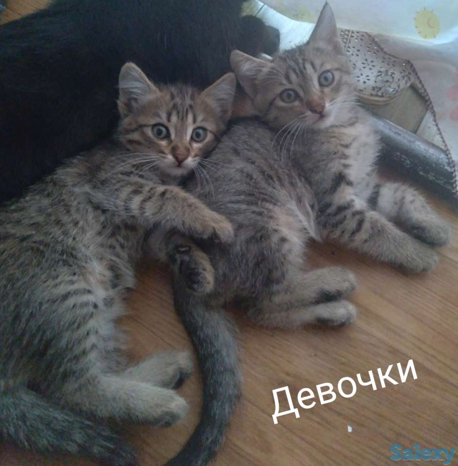 Срочно отдам котят в хорошие руки, фотография 2