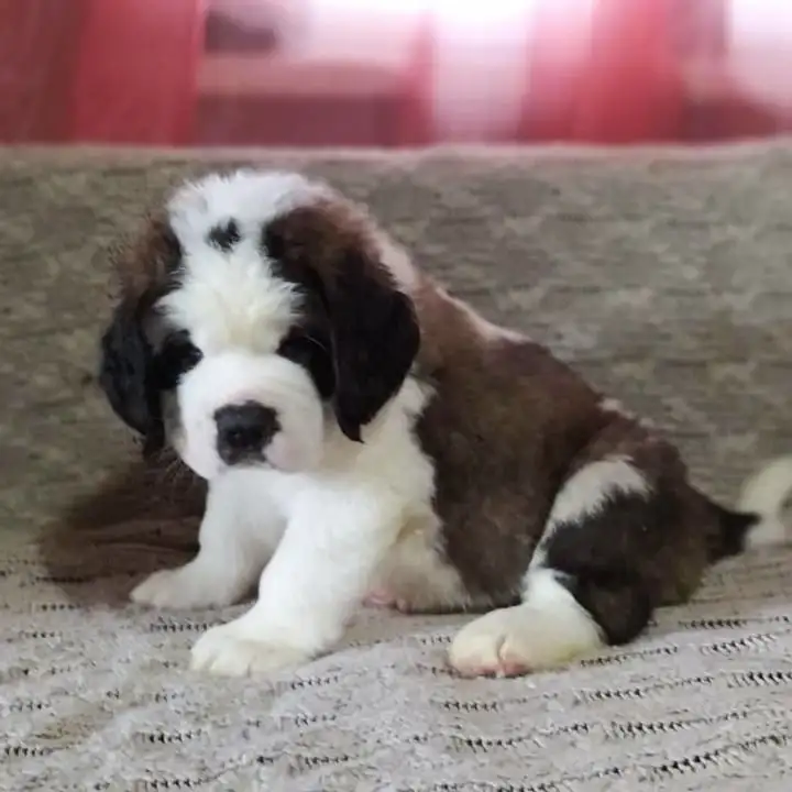 СЕНБЕРНАРЩЕНКИПРОДАЖА, фотография 1