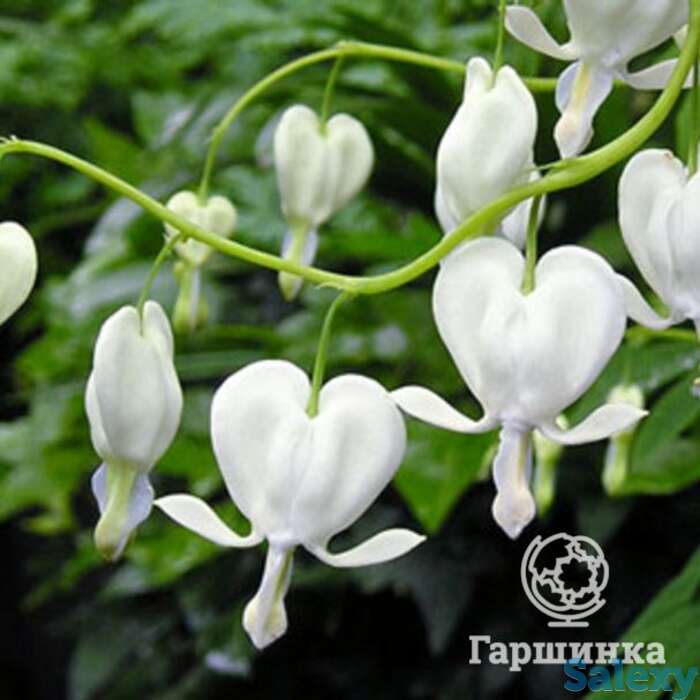 Дицентра Спектабилис Альба, фотография 1