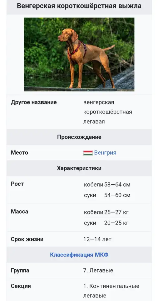 Щенки Венгерской выжлы, фотография 8