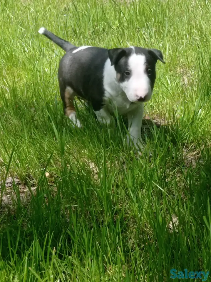 Миниатюрный бультерьер, фотография 9