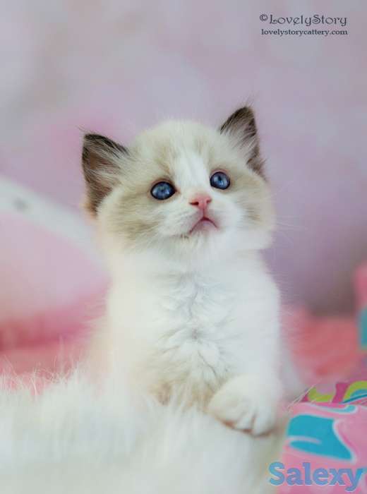 Великолепные котята породы Рэгдолл, фотография 3