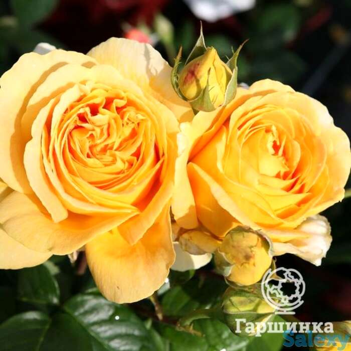 Роза Люмен чайно-гибридная, фотография 1