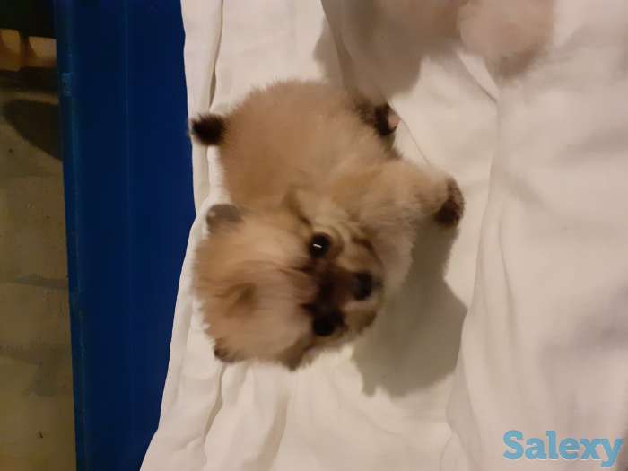 Померанский шпиц, фотография 5