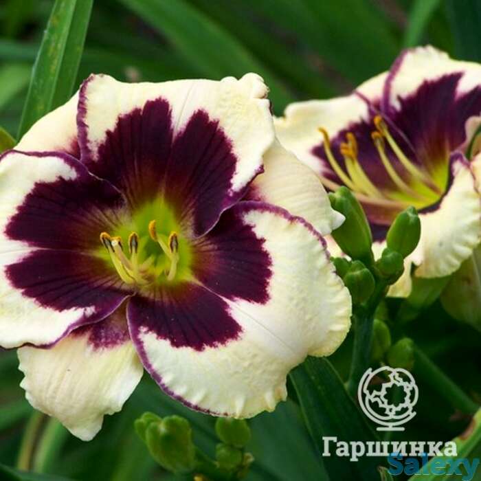 Лилейник селебрейшн оф энджел, фотография 1