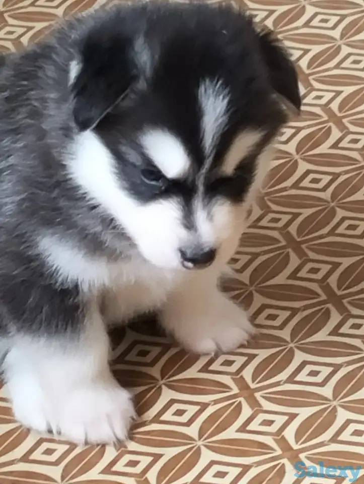 Хаски щенки продам, фотография 1