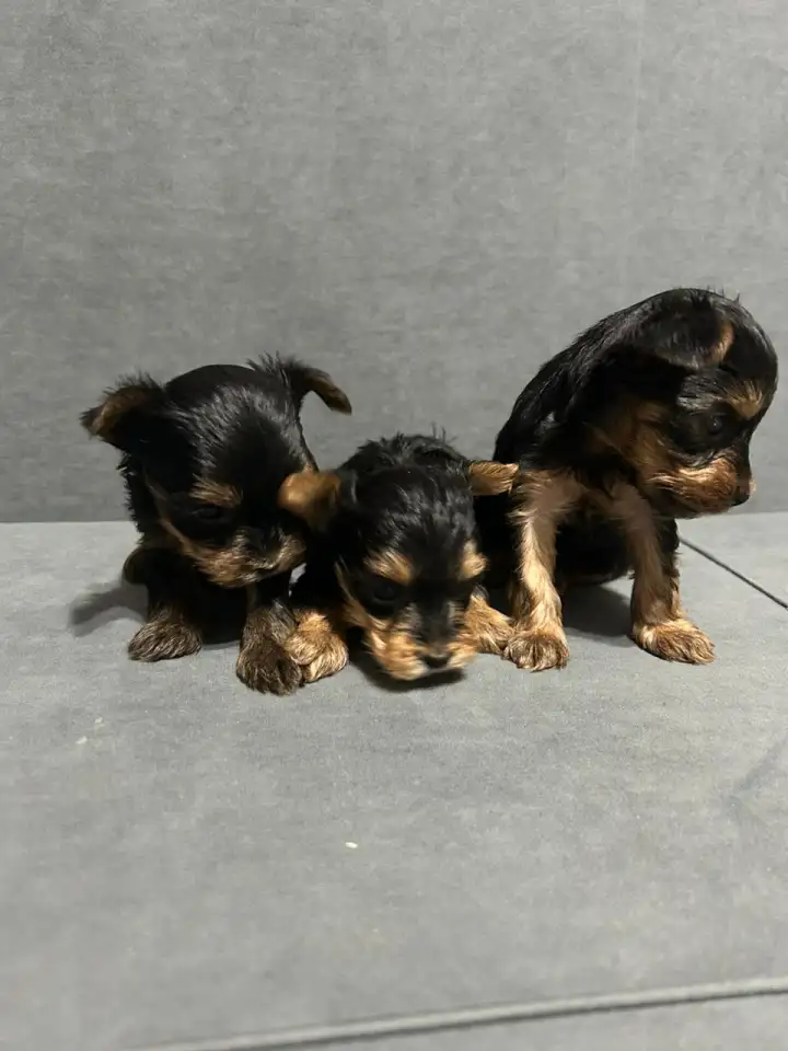 Щенки йоркширского терьера, фотография 3