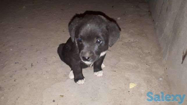 Щенки лабрадора, фотография 2