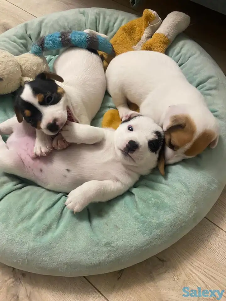 Продаются милые щенки ДжекРассел терьера, фотография 1