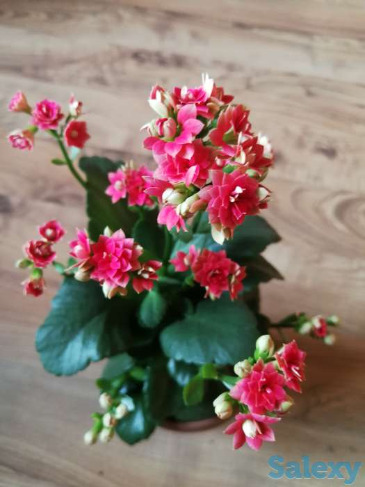 Комнатные цветы, фотография 8