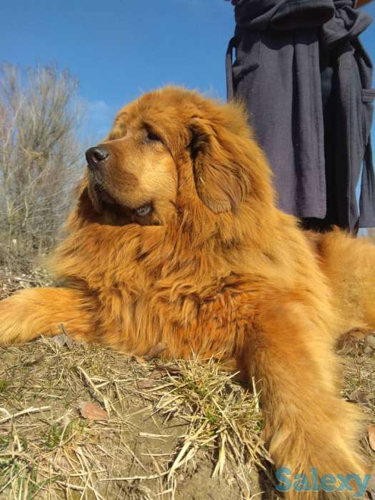 Продаем щенков тибетского мастифа, фотография 2