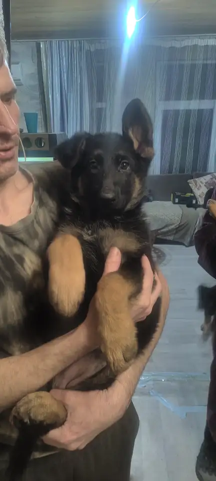 Продам щенков немецкой овчарки, фотография 2