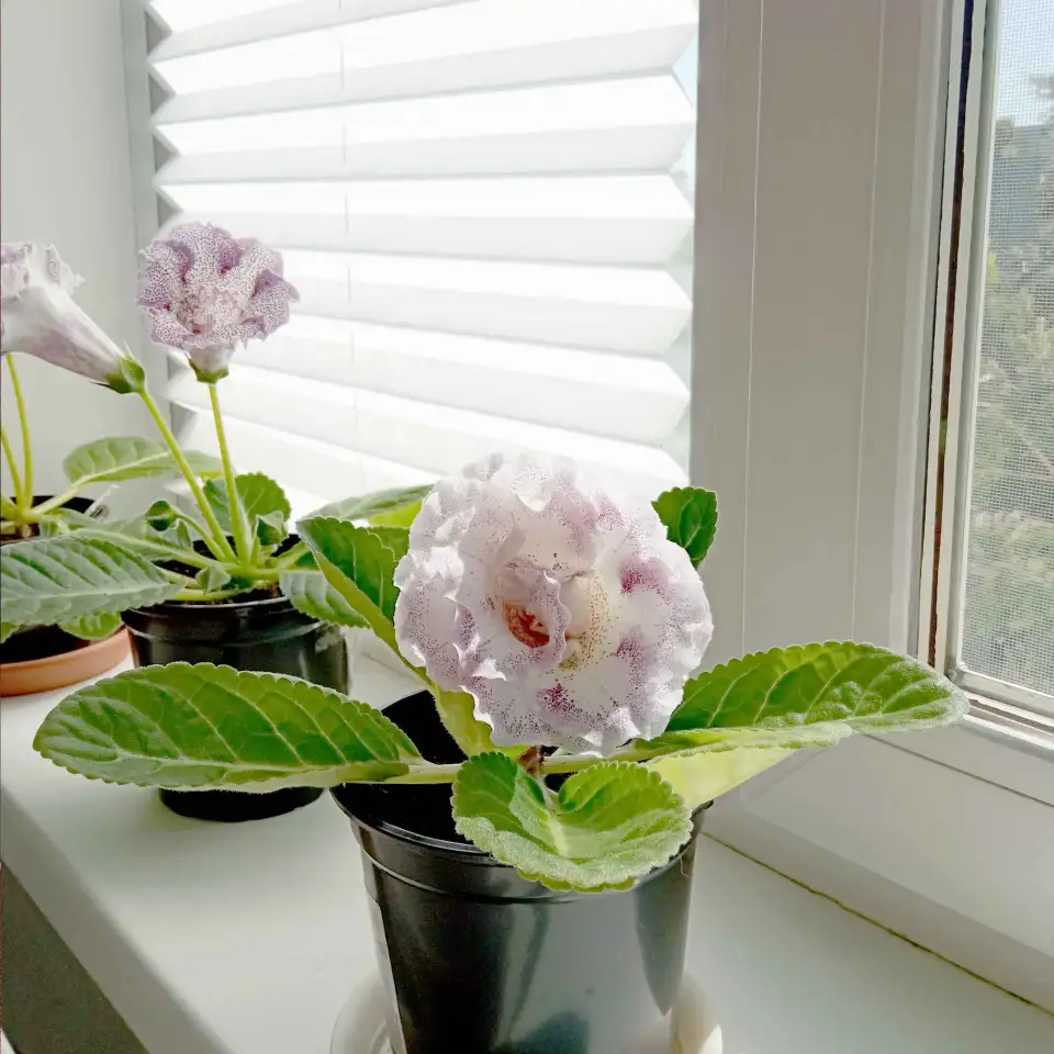 Глоксинии. Комнатные цветы., фотография 4