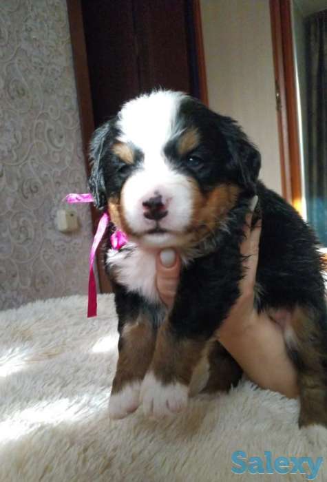 Продаются щенки Бернский зенненхунд, фотография 1