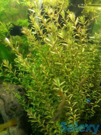 Роталла индийская, фотография 1