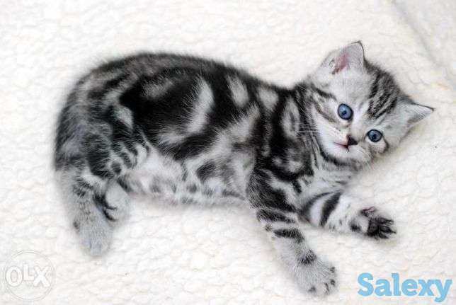 Котик шотландский, фотография 1