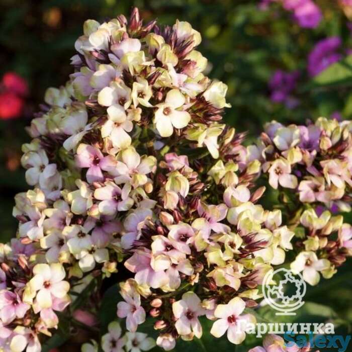 Флокс метельчатый мистик грин, фотография 1