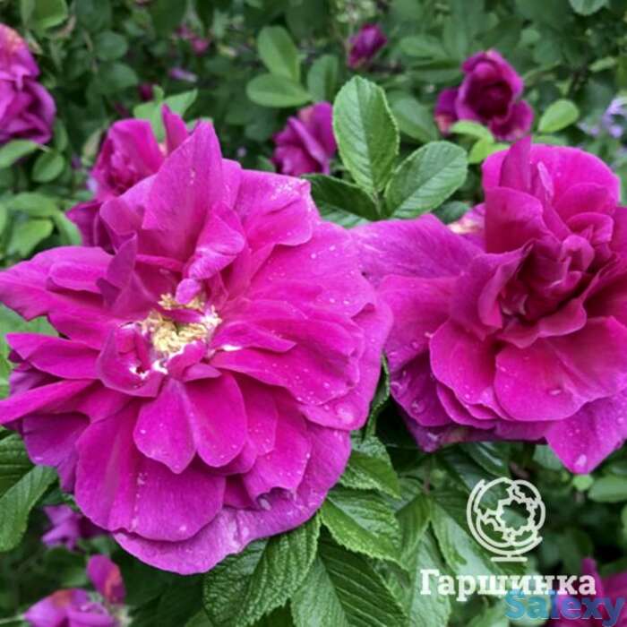 Роза ханса, кордес, фотография 1