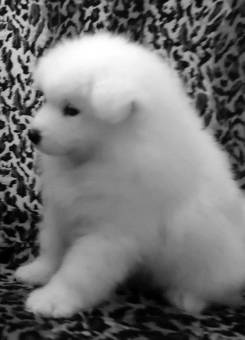 Самоедская собака, фотография 1