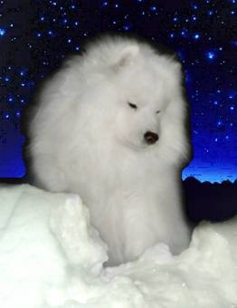 Самоедская собака, фотография 2