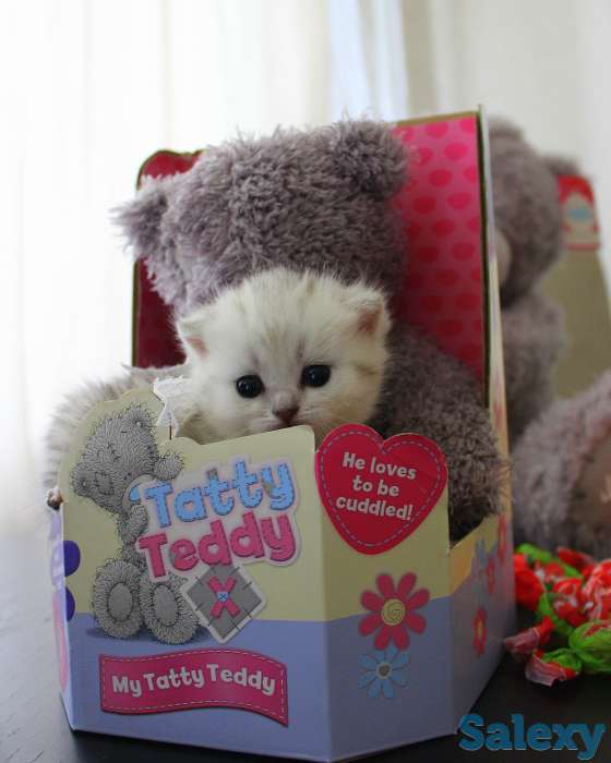 Шотландские шиншиллы, фотография 8