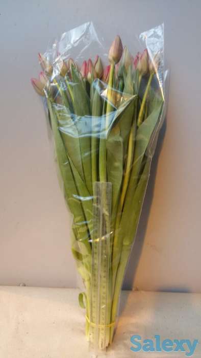 Тюльпаны оптом, фотография 8