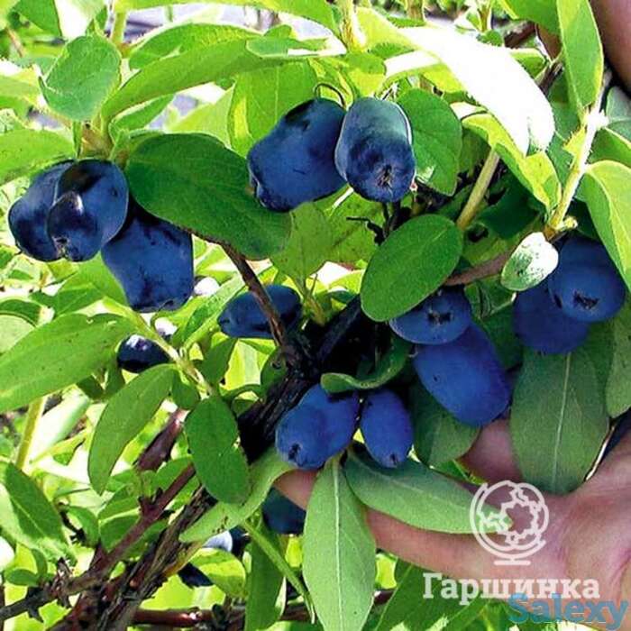 Жимолость Лазурная, фотография 1