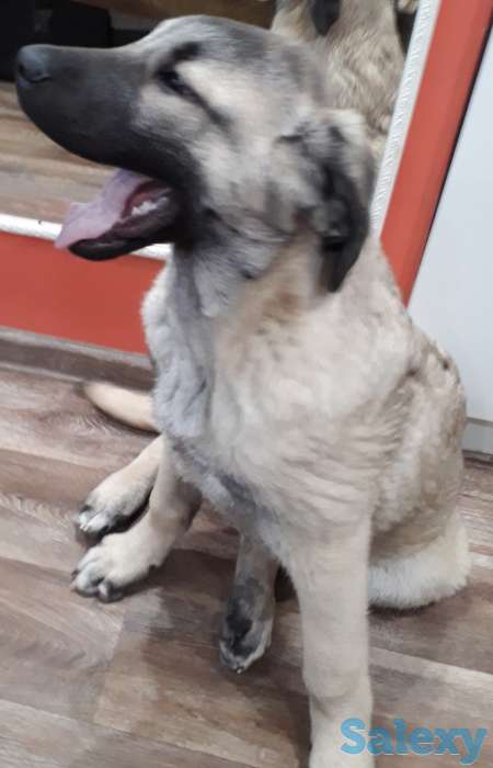 Щенки Кангала, фотография 2