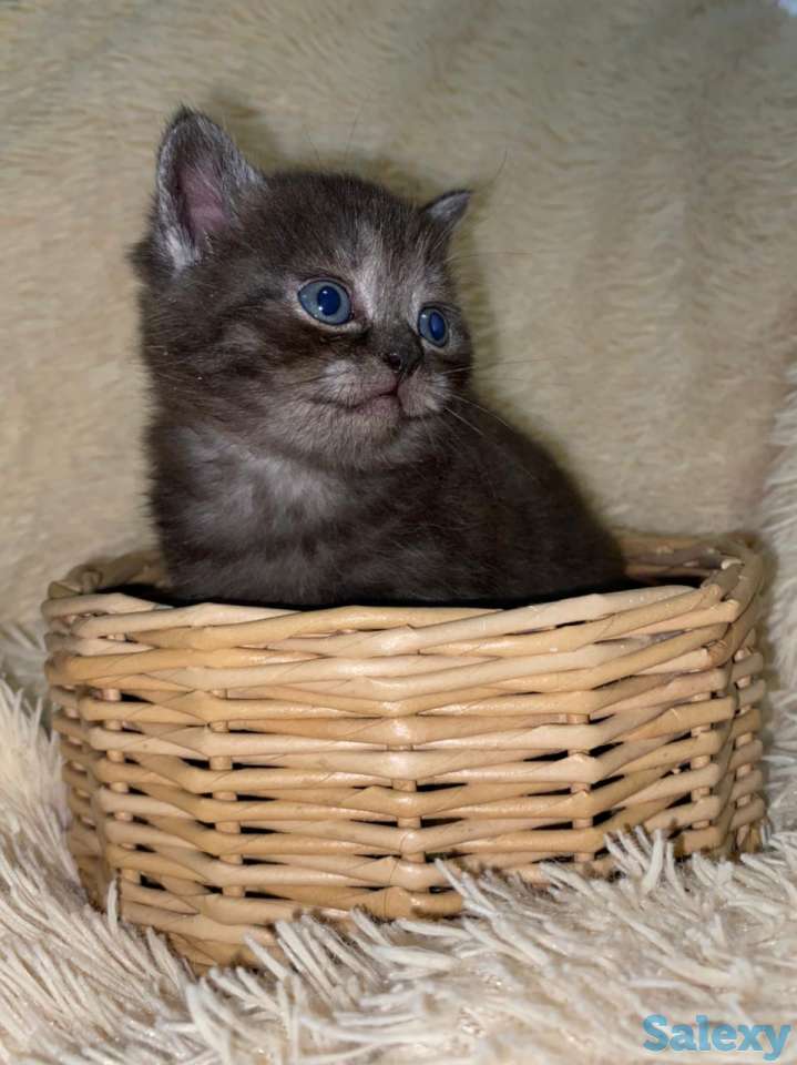 Продам котят мальчиков и девочек., фотография 4